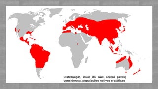 Distribuição atual do Sus scrofa (javali)
considerada, populações nativas e exóticas
 