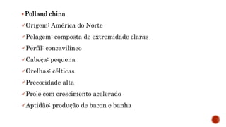  Polland china
Origem: América do Norte
Pelagem: composta de extremidade claras
Perfil: concavilíneo
Cabeça: pequena
Orelhas: célticas
Precocidade alta
Prole com crescimento acelerado
Aptidão: produção de bacon e banha
 