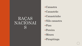 RAÇAS
NACIONAI
S
Canastra
Canastrão
Canastrinho
Nilo canastra
Piau
Pereira
Moura
Pirapitinga
 