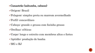  Canastrão (zabumba, cabano)
Origem: Brasil
Pelagem: simples preta ou marrom avermelhado
Perfil: concavilíneo
Cabeça: grande e grossa com focinho grosso
Orelhas: célticas
Corpo: longo e estreito com membros altos e fortes
Aptidão: produção de banha
MG e RJ
 