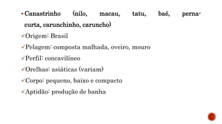  Canastrinho (nilo, macau, tatu, baé, perna-
curta, carunchinho, caruncho)
Origem: Brasil
Pelagem: composta malhada, oveiro, mouro
Perfil: concavilíneo
Orelhas: asiáticas (variam)
Corpo: pequeno, baixo e compacto
Aptidão: produção de banha
 