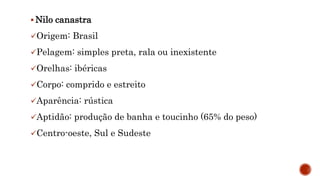  Nilo canastra
Origem: Brasil
Pelagem: simples preta, rala ou inexistente
Orelhas: ibéricas
Corpo: comprido e estreito
Aparência: rústica
Aptidão: produção de banha e toucinho (65% do peso)
Centro-oeste, Sul e Sudeste
 