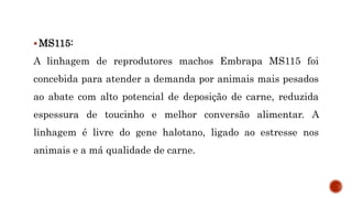  MS115:
A linhagem de reprodutores machos Embrapa MS115 foi
concebida para atender a demanda por animais mais pesados
ao abate com alto potencial de deposição de carne, reduzida
espessura de toucinho e melhor conversão alimentar. A
linhagem é livre do gene halotano, ligado ao estresse nos
animais e a má qualidade de carne.
 