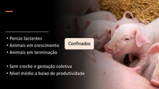 Confinados
• Porcas lactantes
• Animais em crescimento
• Animais em terminação
• Sem creche e gestação coletiva
• Nível médio a baixo de produtividade
 