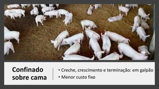 Confinado
sobre cama
• Creche, crescimento e terminação: em galpão
• Menor custo fixo
 