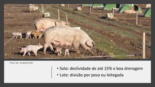 • Solo: declividade de até 15% e boa drenagem
• Lote: divisão por peso ou leitegada
Foto de: emjaysmith
 