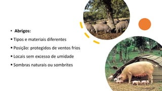 • Abrigos:
 Tipos e materiais diferentes
 Posição: protegidos de ventos frios
 Locais sem excesso de umidade
 Sombras naturais ou sombrites
 