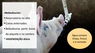 •Bebedouros:
Reservatório no alto
Canos enterrados
Bebedouros parte baixa
do piquete e na sombra
* HIGIENIZAÇÃO diária
Água sempre
limpa, fresca
e à vontade
 