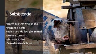 Subsistência
• Raças rústicas tipo banha
• Pequeno porte
• Baixa taxa de lotação animal
• Áreas extensas
• Animais soltos
• Sem divisão de fases
 