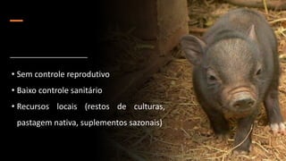 • Sem controle reprodutivo
• Baixo controle sanitário
• Recursos locais (restos de culturas,
pastagem nativa, suplementos sazonais)
 