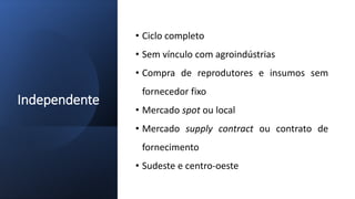 Independente
• Ciclo completo
• Sem vínculo com agroindústrias
• Compra de reprodutores e insumos sem
fornecedor fixo
• Mercado spot ou local
• Mercado supply contract ou contrato de
fornecimento
• Sudeste e centro-oeste
 