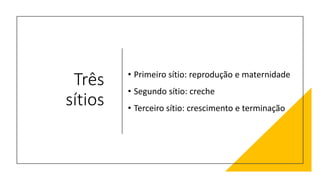 Três
sítios
• Primeiro sítio: reprodução e maternidade
• Segundo sítio: creche
• Terceiro sítio: crescimento e terminação
 