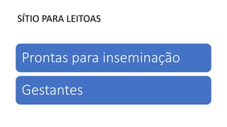 SÍTIO PARA LEITOAS
Prontas para inseminação
Gestantes
 