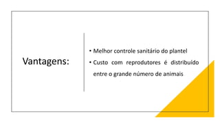Vantagens:
• Melhor controle sanitário do plantel
• Custo com reprodutores é distribuído
entre o grande número de animais
 