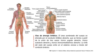 Ref: Capítulo 10 - Sistema linfático, Manual Seidel de exploración física (9.ª Edición) 2019
Vías de drenaje linfático. El área sombreada del cuerpo es
drenada por el conducto linfático derecho, que se forma a partir
de la unión de tres vasos: tronco yugular derecho, tronco
subclavio derecho y tronco broncomediastínico derecho. La linfa
del resto del cuerpo entra en el sistema venoso a través del
conducto torácico.
 