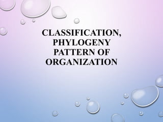 CLASSIFICATION,
PHYLOGENY
PATTERN OF
ORGANIZATION
 