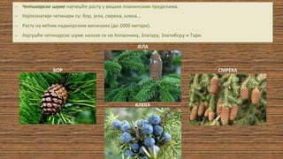 Шума | PPT