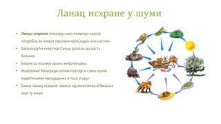 Шума | PPT