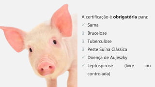 A certificação é obrigatória para:
 Sarna
ü Brucelose
ü Tuberculose
ü Peste Suína Clássica
 Doença de Aujeszky
 Leptospirose (livre ou
controlada)
 