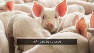 TRÂNSITO DE SUÍDEOS
 