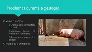 Problemas durante a gestação
 Verão e inverno
Energia para homeostase
corporal
Mudanças bruscas na
temperatura ambiente
Temperatura interna dos
galpões
 Nulíparas e primíparas
 