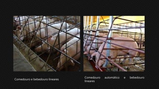 Comedouro e bebedouro lineares
Comedouro automático e bebedouro
lineares
 