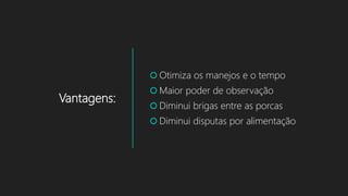 Vantagens:
 Otimiza os manejos e o tempo
 Maior poder de observação
 Diminui brigas entre as porcas
 Diminui disputas por alimentação
 