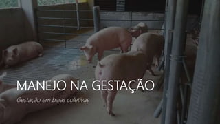 MANEJO NA GESTAÇÃO
Gestação em baias coletivas
 