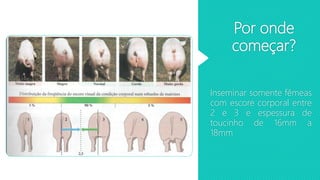 Por onde
começar?
Inseminar somente fêmeas
com escore corporal entre
2 e 3 e espessura de
toucinho de 16mm a
18mm
 