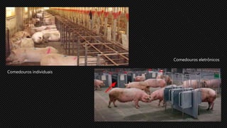 Comedouros individuais
Comedouros eletrônicos
 