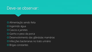 Deve-se observar:
 Alimentação sendo feita
 Ingerindo água
 Cascos e jarretes
 Ganho e peso da porca
 Desenvolvimento das glândulas mamárias
 Infecções bacterianas no trato urinário
 Brigas constantes
 