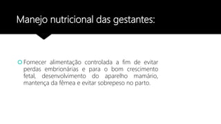 Manejo nutricional das gestantes:
 Fornecer alimentação controlada a fim de evitar
perdas embrionárias e para o bom crescimento
fetal, desenvolvimento do aparelho mamário,
mantença da fêmea e evitar sobrepeso no parto.
 