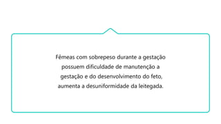 Fêmeas com sobrepeso durante a gestação
possuem dificuldade de manutenção a
gestação e do desenvolvimento do feto,
aumenta a desuniformidade da leitegada.
 