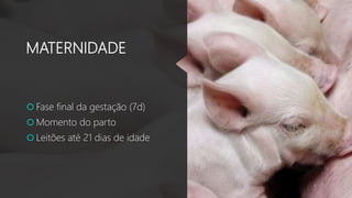 MATERNIDADE
 Fase final da gestação (7d)
 Momento do parto
 Leitões até 21 dias de idade
 