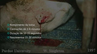  Rompimento da bolsa
 Contrações de 2-4 minutos
 Duração de 10-15 segundos
 Nascimentos 15-30 minutos
 