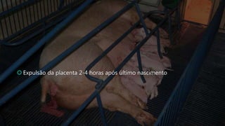  Expulsão da placenta 2-4 horas após último nascimento
 