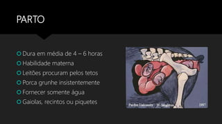 PARTO
 Dura em média de 4 – 6 horas
 Habilidade materna
 Leitões procuram pelos tetos
 Porca grunhe insistentemente
 Fornecer somente água
 Gaiolas, recintos ou piquetes
 