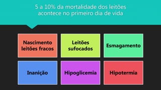 5 a 10% da mortalidade dos leitões
acontece no primeiro dia de vida
Nascimento
leitões fracos
Leitões
sufocados
Esmagamento
Inanição Hipoglicemia Hipotermia
 