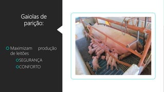 Gaiolas de
parição:
 Maximizam produção
de leitões
SEGURANÇA
CONFORTO
 