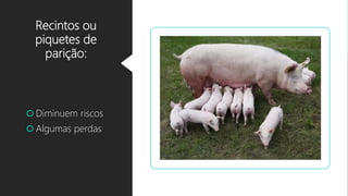 Recintos ou
piquetes de
parição:
 Diminuem riscos
 Algumas perdas
 