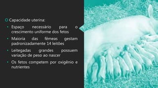  Capacidade uterina:
• Espaço necessário para o
crescimento uniforme dos fetos
• Maioria das fêmeas gestam
padronizadamente 14 leitões
• Leitegadas grandes possuem
variação de peso ao nascer
• Os fetos competem por oxigênio e
nutrientes
 