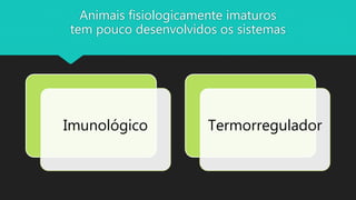 Animais fisiologicamente imaturos
tem pouco desenvolvidos os sistemas
Imunológico Termorregulador
 