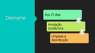 Desmame
Aos 21 dias
Anotação
zootécnica
Limpeza e
desinfecção
 