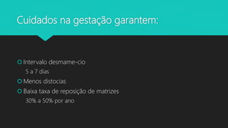 Cuidados na gestação garantem:
 Intervalo desmame-cio
5 a 7 dias
 Menos distocias
 Baixa taxa de reposição de matrizes
30% a 50% por ano
 