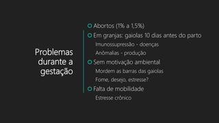 Problemas
durante a
gestação
 Abortos (1% a 1,5%)
 Em granjas: gaiolas 10 dias antes do parto
Imunossupressão - doenças
Anômalias - produção
 Sem motivação ambiental
Mordem as barras das gaiolas
Fome, desejo, estresse?
 Falta de mobilidade
Estresse crônico
 