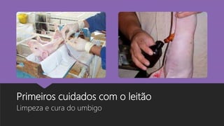 Primeiros cuidados com o leitão
Limpeza e cura do umbigo
 