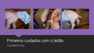 Primeiros cuidados com o leitão
Caudectomia
 