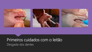 Primeiros cuidados com o leitão
Desgaste dos dentes
 