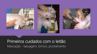 Primeiros cuidados com o leitão
Marcação - tatuagem, brinco, picotamento
 