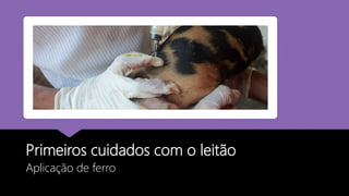 Primeiros cuidados com o leitão
Aplicação de ferro
 